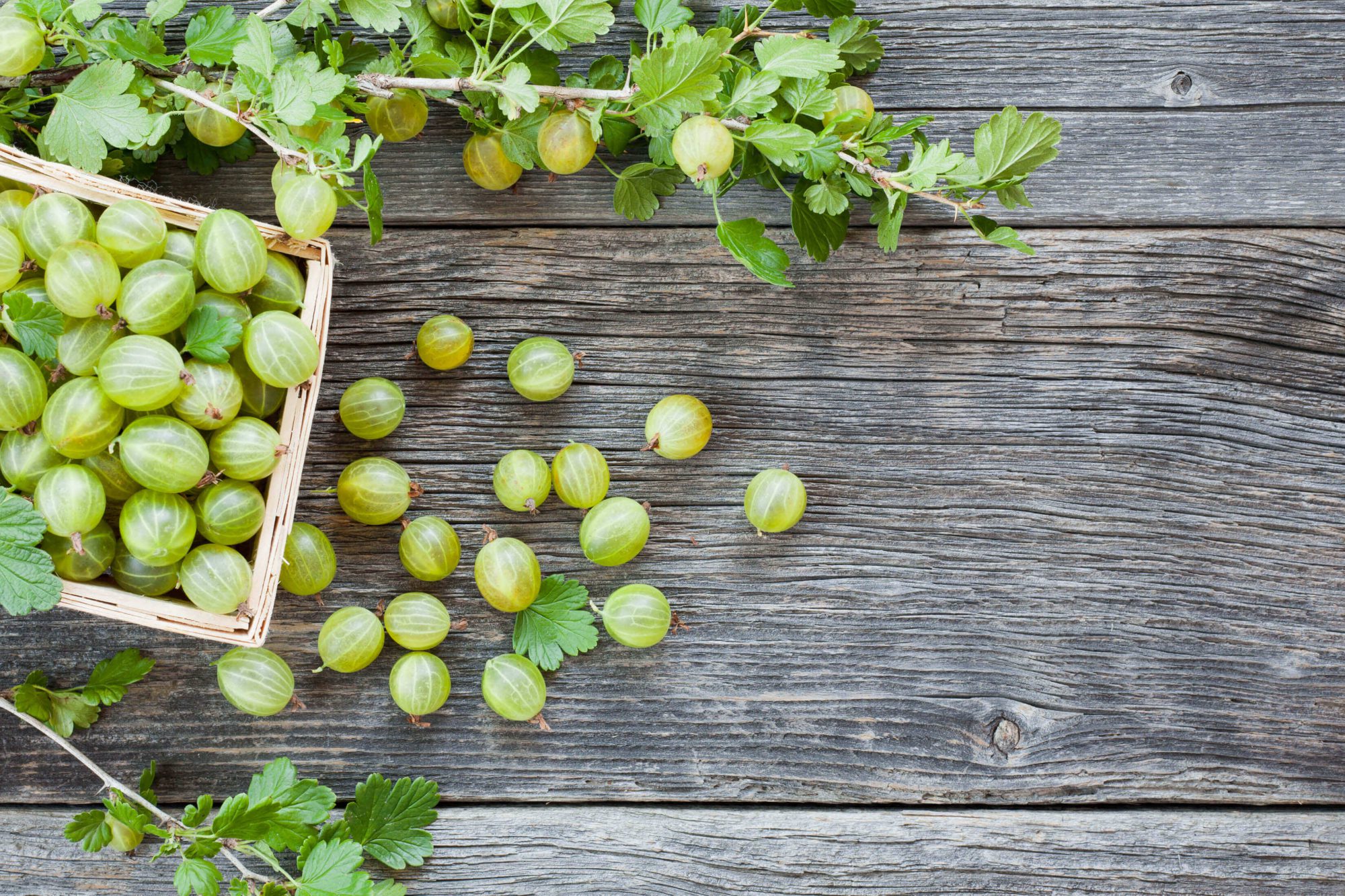 gooseberry-harvest-ripe-gooseberries-in-the-basket-LW9GNQB | Arquiconsult - Soluções Microsoft Dynamics 365: Arquiconsult é uma empresa Consultora de Sistemas de Informação - 9067